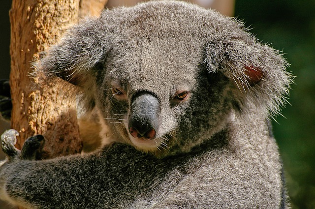koala na stromě.jpg